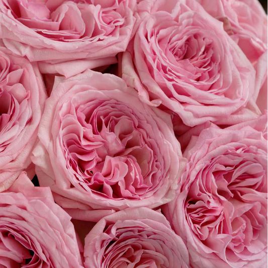 Pink O'Hara® Rose Bush