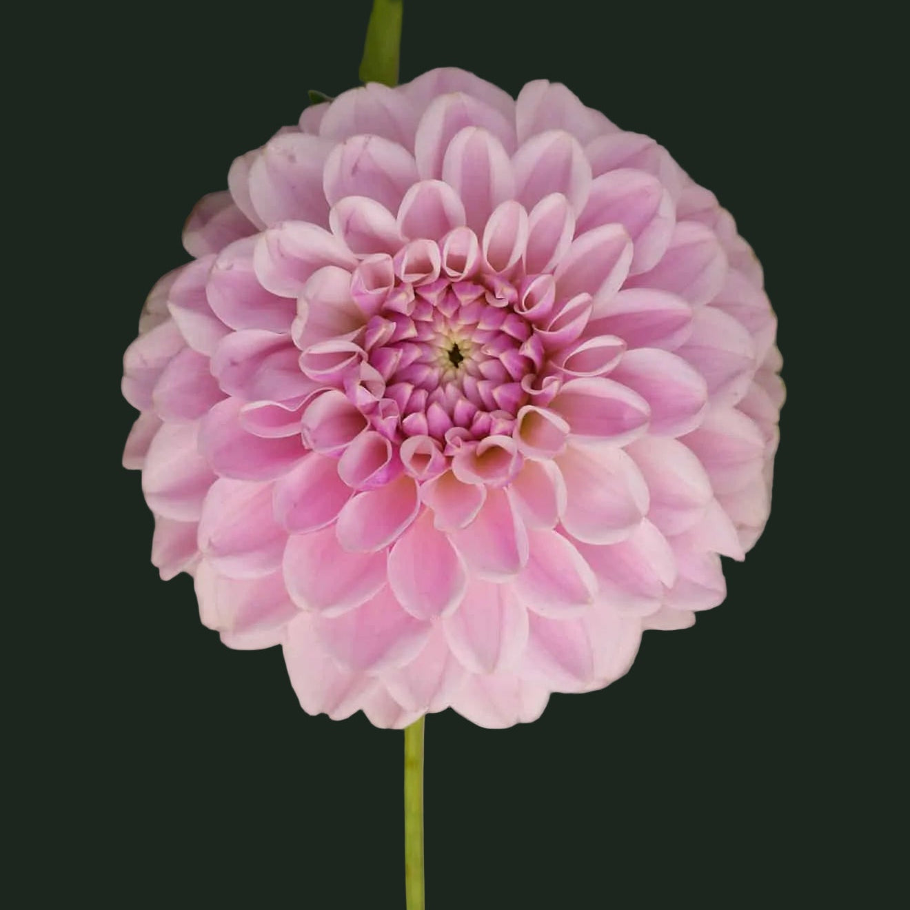 World Series Collection - Pink Silk (Read Description)
