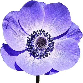 Anemone Mistral Plus Blu® - 10 Pack
