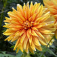 Dahlia 'Pochahan'