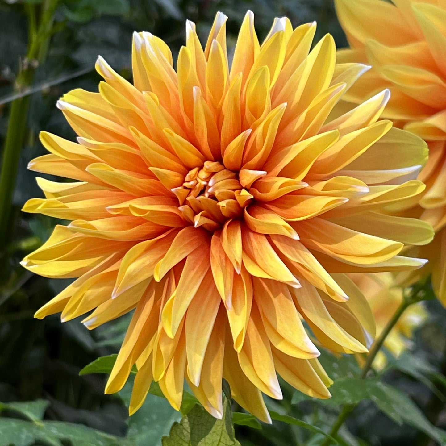 Dahlia 'Pochahan' - Stellar (1 tuber)