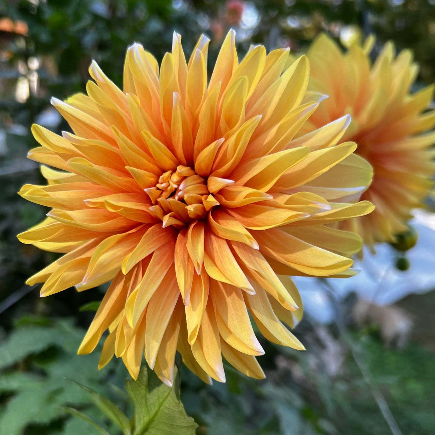 Dahlia 'Pochahan' - Stellar (1 tuber)