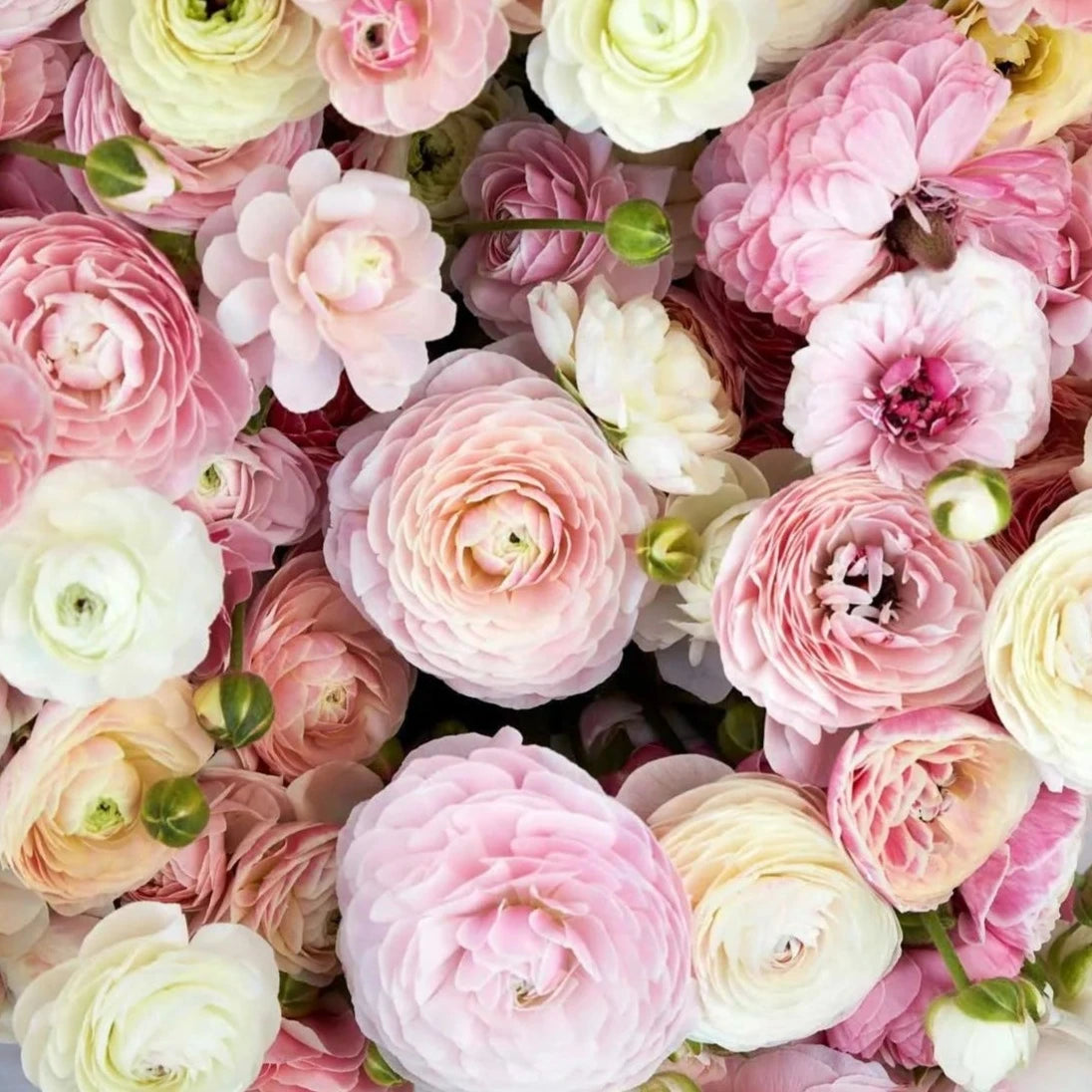 Ranunculus Amandine Porcelaine - Painterly, watercolor spring blooms ...