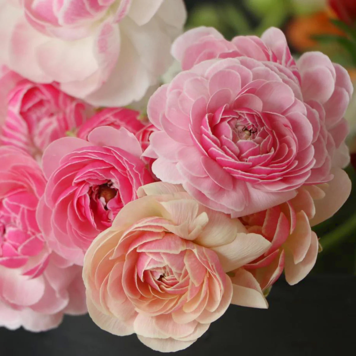 Ranunculus Amandine Porcelaine - Painterly, watercolor spring blooms ...