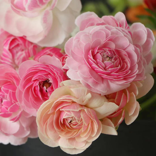 Ranunculus Amadine Porcelaine - 10 Pack
