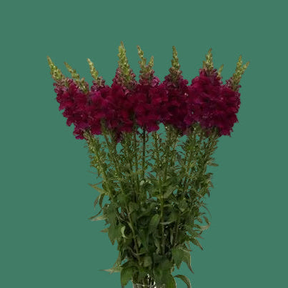 2026 Week 7 | Snapdragon Potomac Royal | 10 Pack