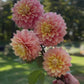 Dahlia 'Lee's Sugaree'