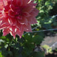 Dahlia 'Labyrinth'