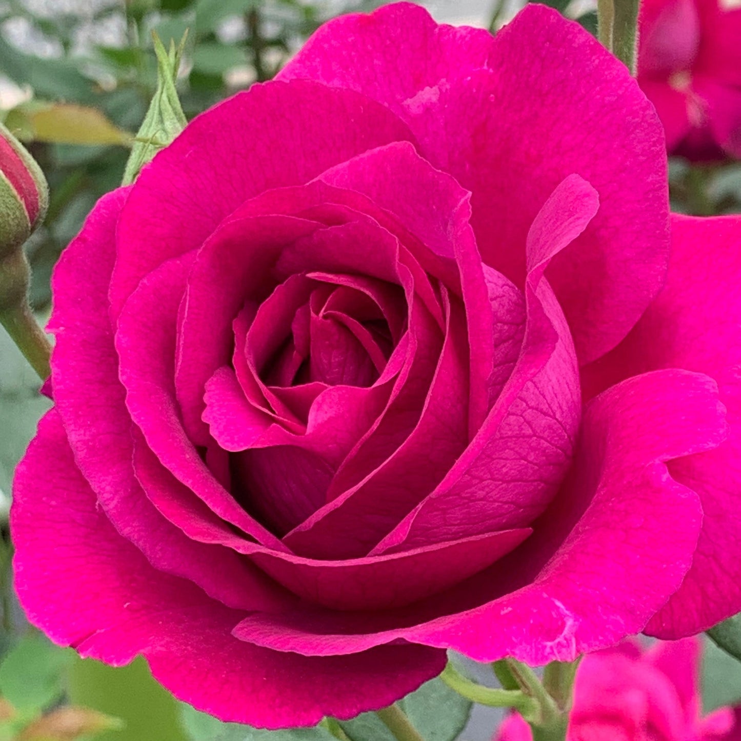 Purple Aura™ Rose Bush