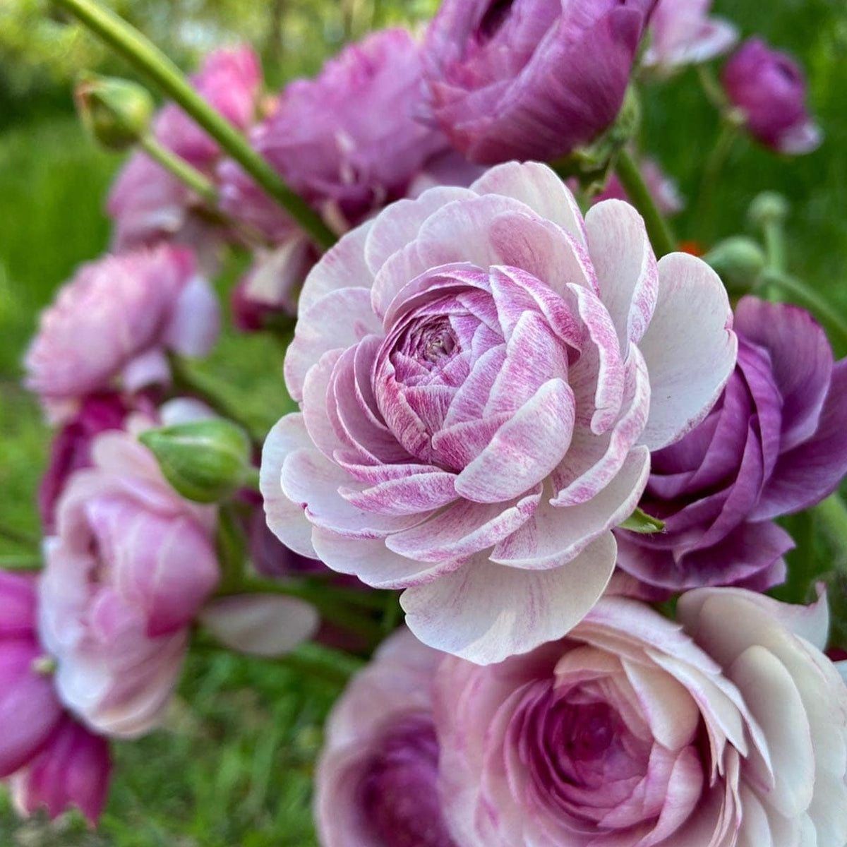 Urple Ranunculus Amandine Purple Jean Ranunculus - Dreamy shades of lavender and fuchsia ...