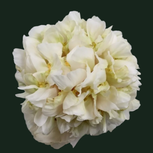 Quitzin Peony - Hybrid 3-5 eyes