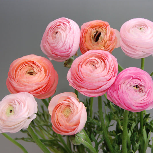 Ranunculus Amadine Pastel Mix - 10 Pack