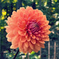 Dahlia 'Renate Tosio'