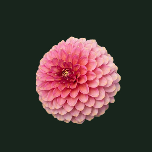 World Series Collection - Rina Bredie (Read Description)