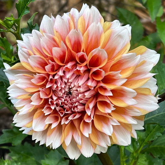 Dahlia 'Robann Creamcicle'