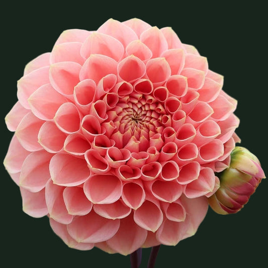 World Series Collection - Romance (Read Description)