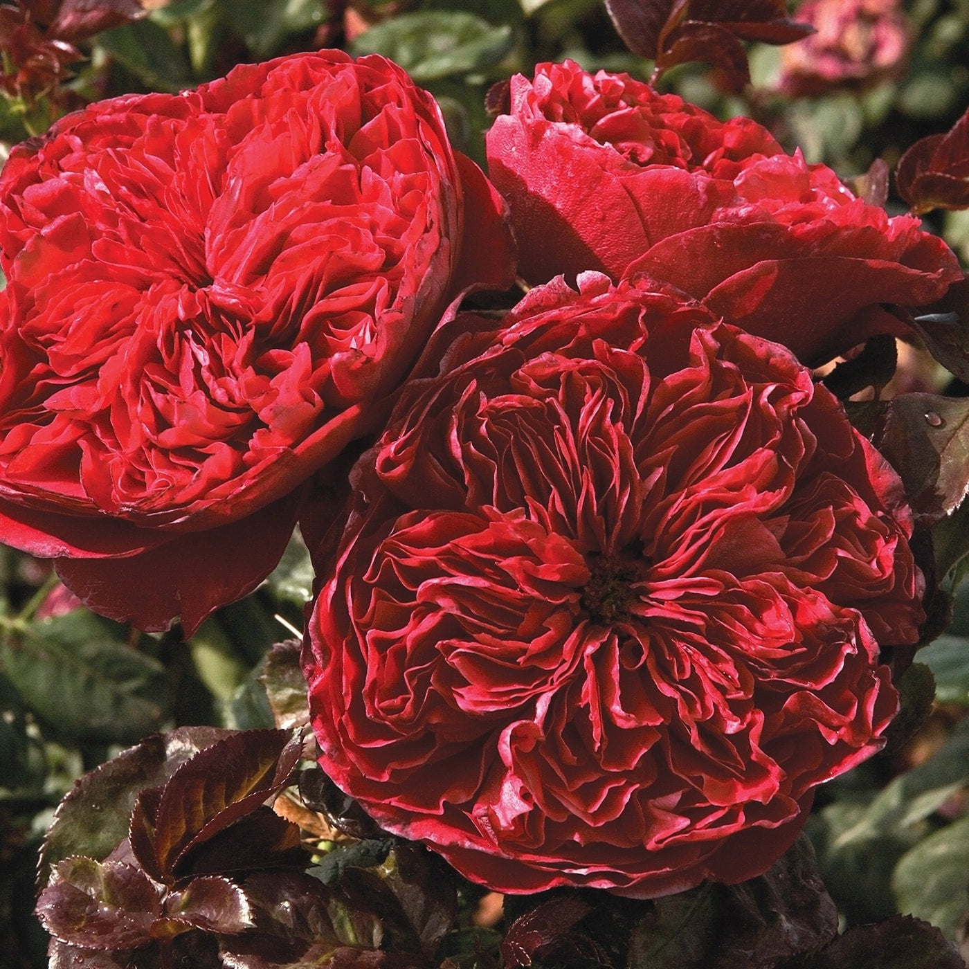 Rouge Royale™  Rose Bush