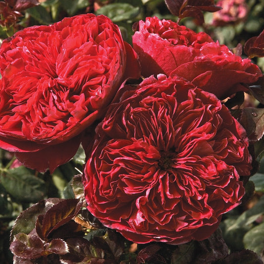Rouge Royale™  Rose Bush