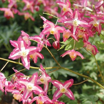 Week 14 | Epimedium - Rudrum