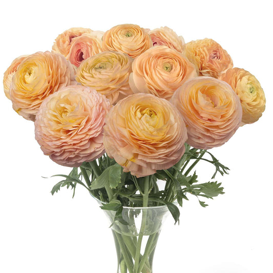 Ranunculus Romance Salerno - 5 pack