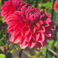 Dahlia 'Salmon Runner'