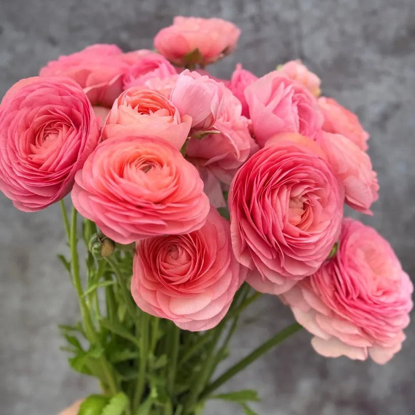 Ranunculus Elegance Salmone 06® - 10 Pack