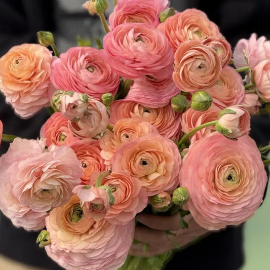 Ranunculus Elegance Salmone® - 10 Pack
