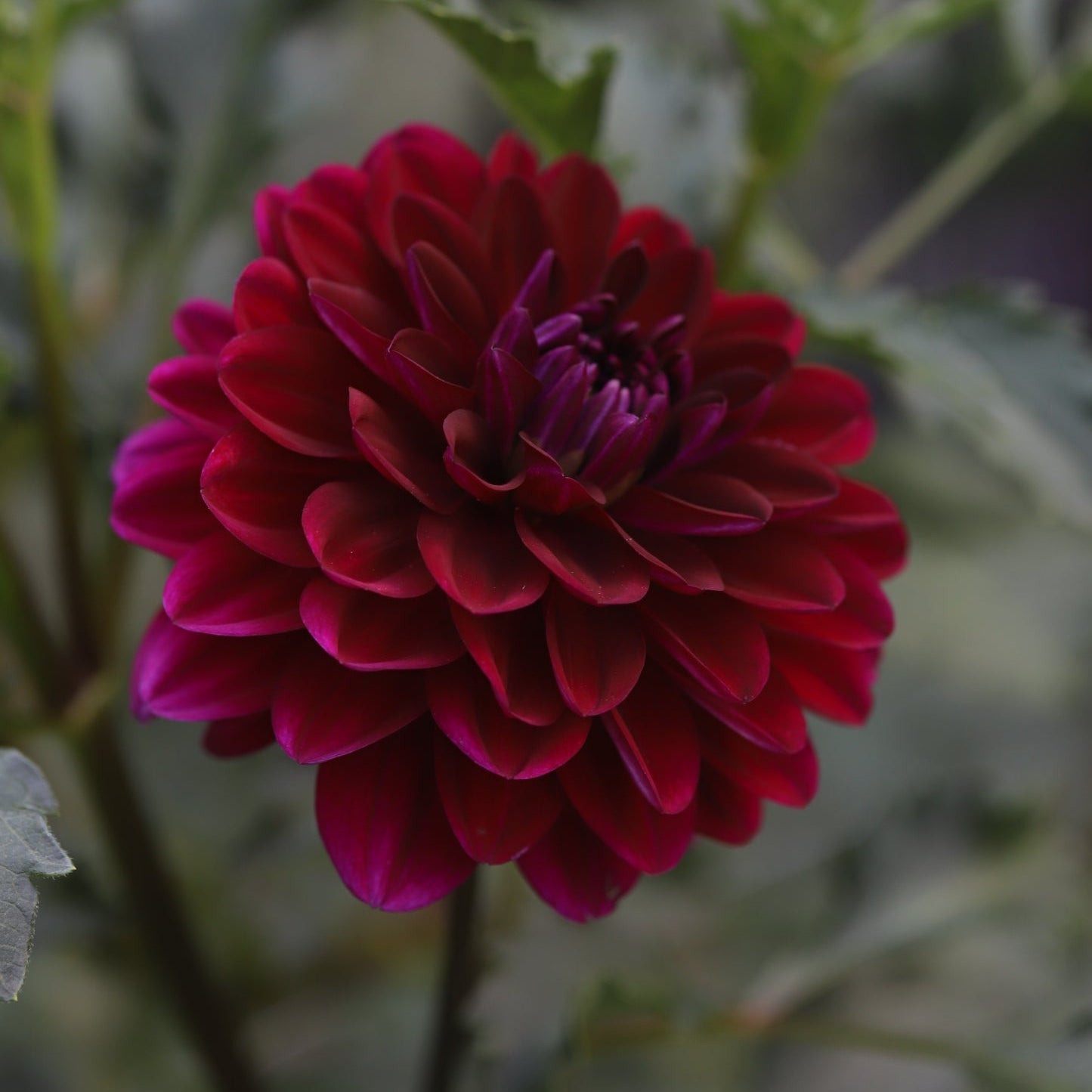 Dahlia 'Sandia Bertha'