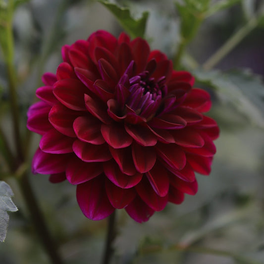 Dahlia 'Sandia Bertha'