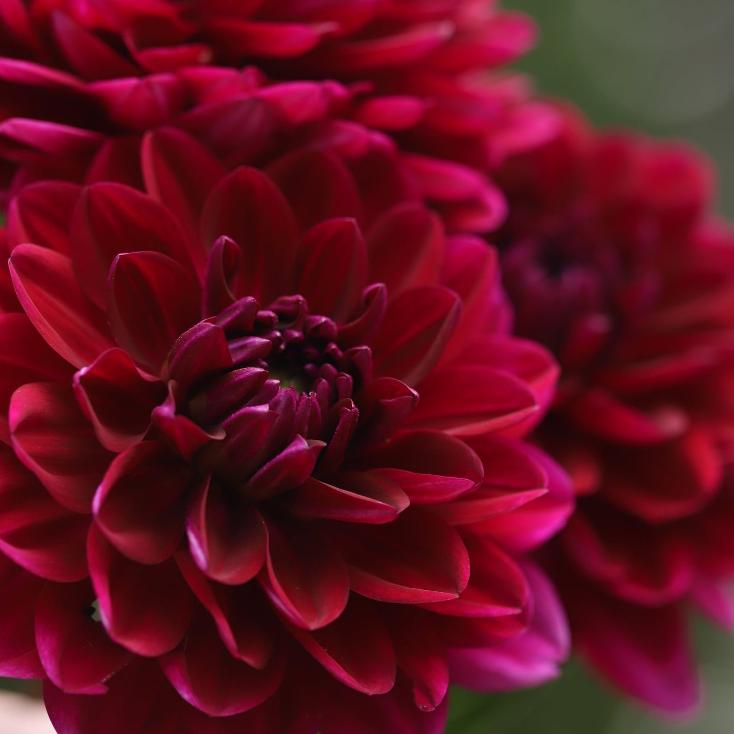 Dahlia 'Sandia Bertha'