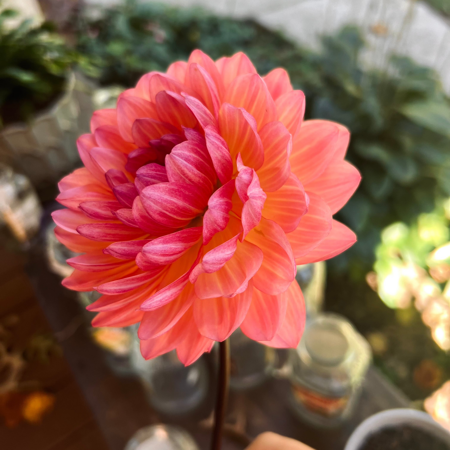 Dahlia 'Sandia Bliss' - ROOTED CUTTING