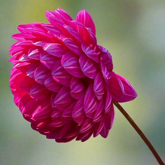 Dahlia 'Sandia Lillian' - ROOTED CUTTING