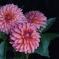 sandia ruthie dahlias with green leaves against a black background