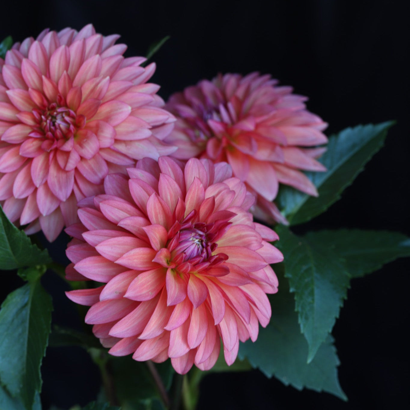 sandia ruthie dahlias with green leaves against a black background