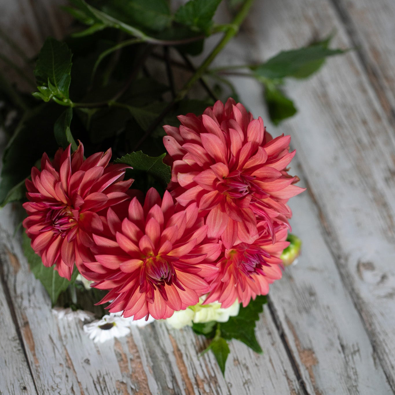 Bouquet of pink dahlias on a wooden surface