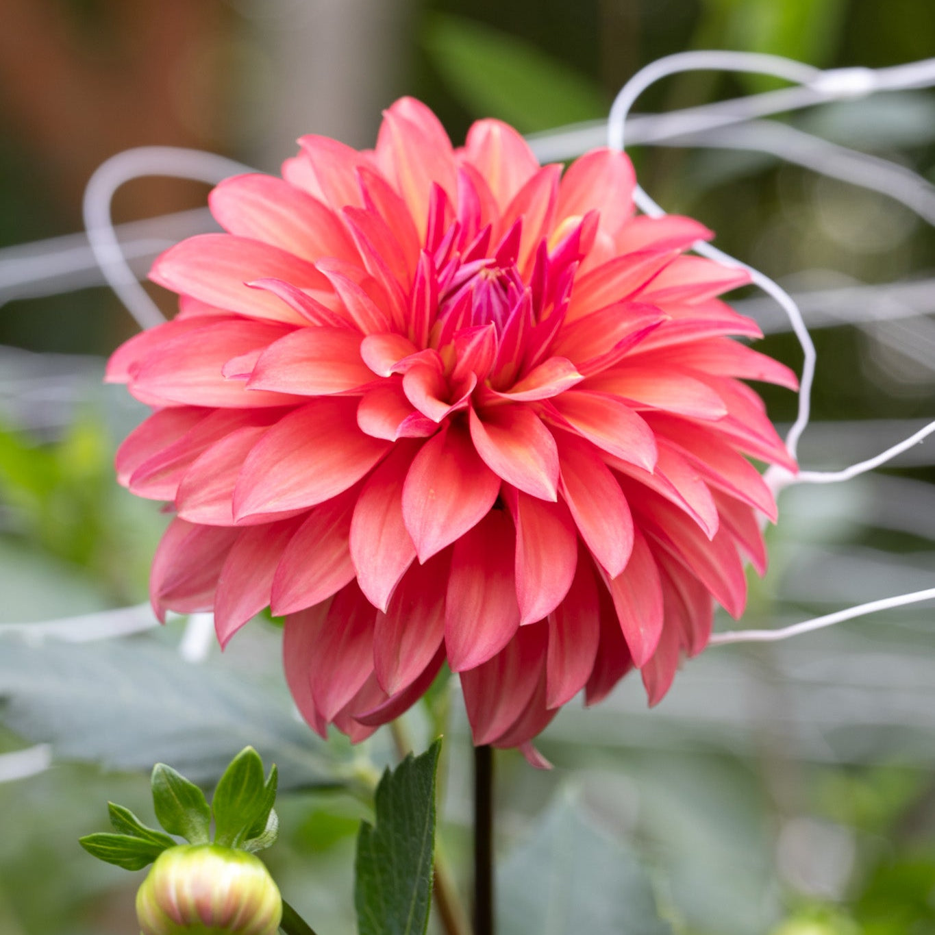 sandia ruthie dahlia flower