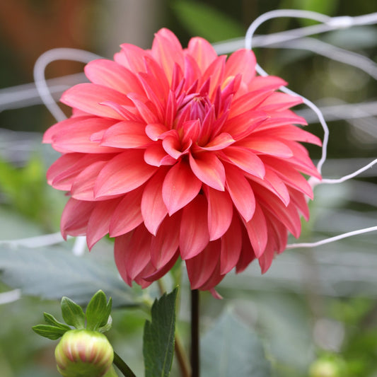 Close-up of a sandia ruthie dahlia with a blurred background