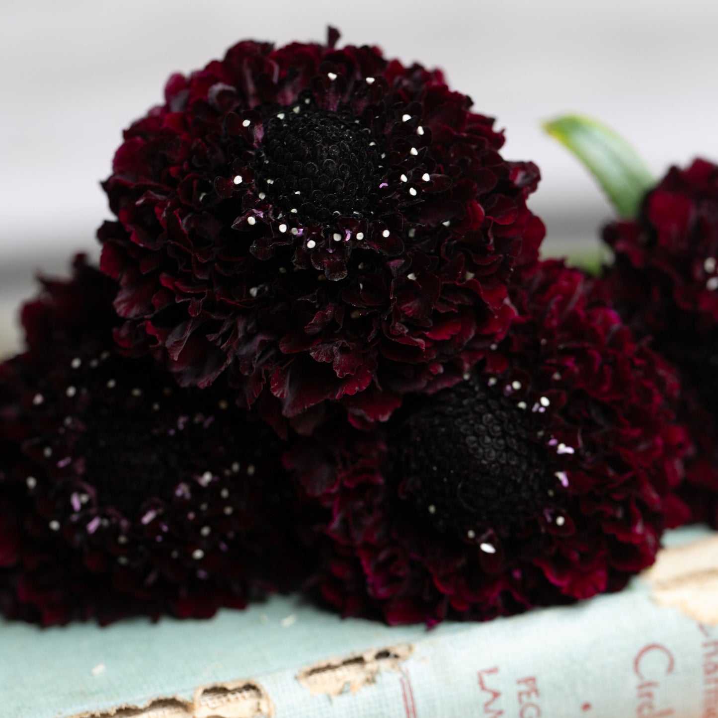 2026 Week 10 | Scabiosa Scoop Series Blackberry | 4 Pack
