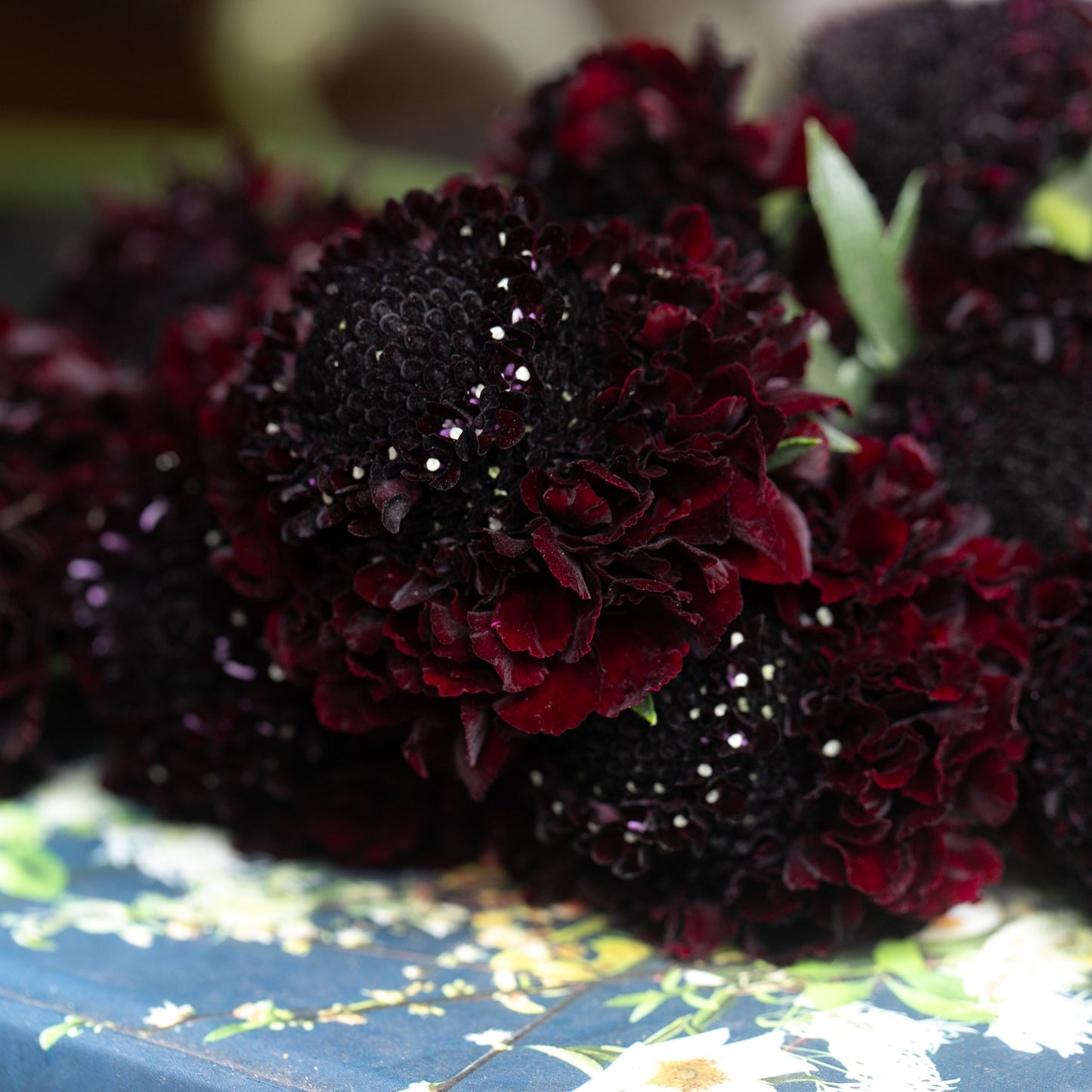 2026 Week 10 | Scabiosa Scoop Series Blackberry | 4 Pack