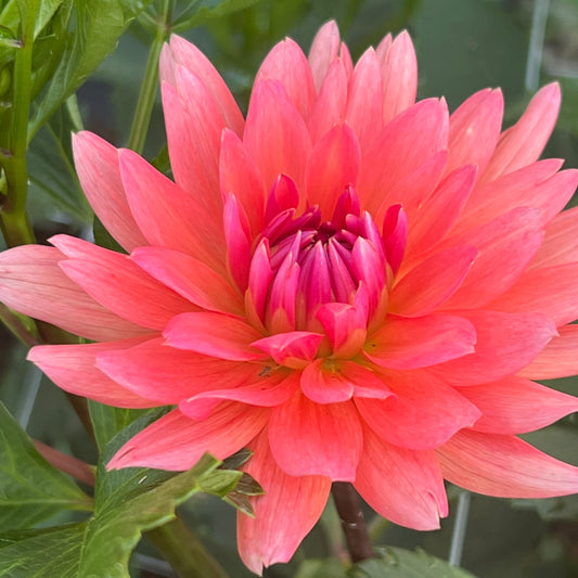 Dahlia 'Schneckenstein'