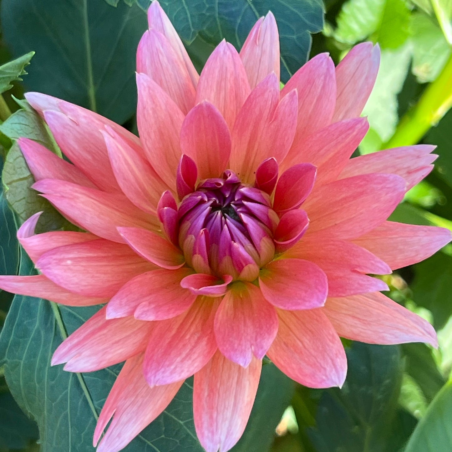 Dahlia 'Schneckenstein'