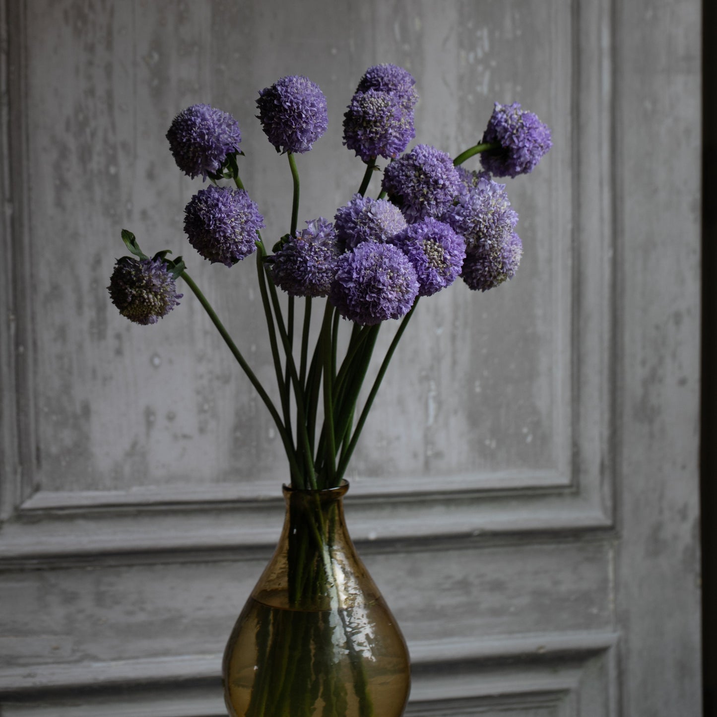 2026 Week 10 | Scabiosa Bon Bon Scoop Teaberry | 4 Pack