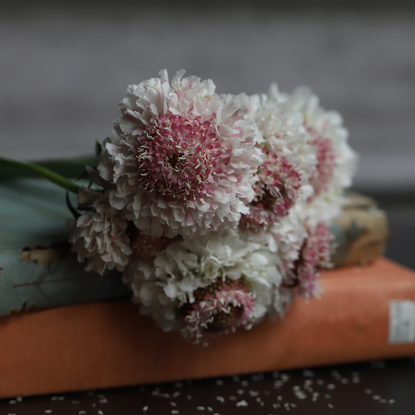 2026 Week 10 | Scabiosa Scoop Hoop Strawberry | 4 Pack