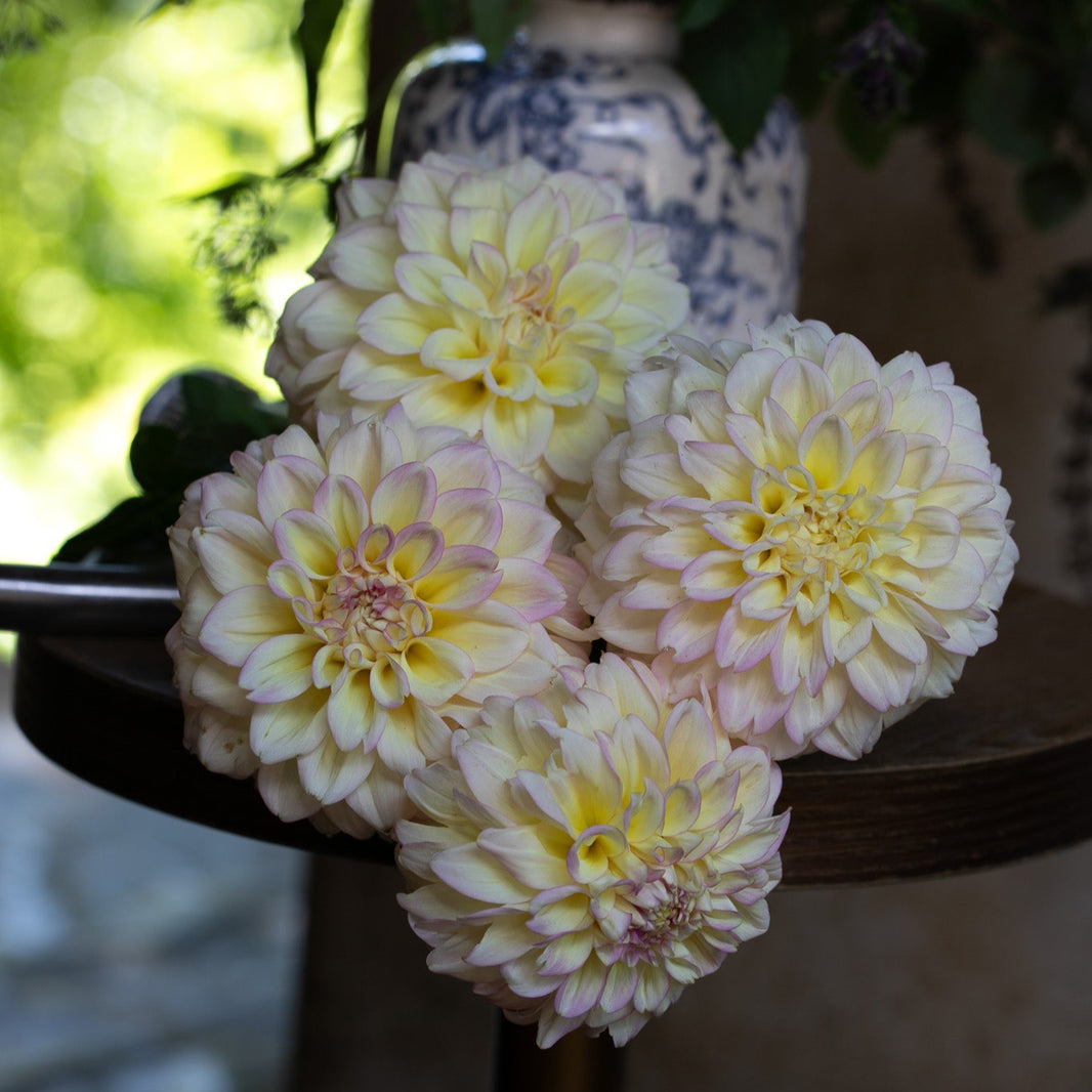 Spring Shipped Dahlias – Page 5 – Fuirk Home