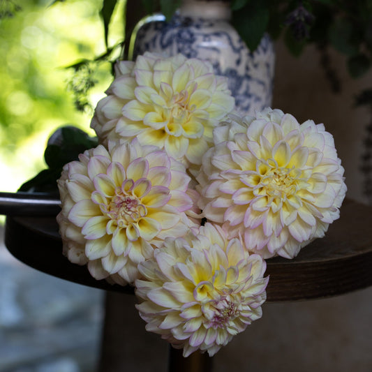 Dahlia 'Sidehill Trishie'