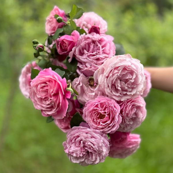 Sister Emmanuelle™ (aka Cathedral Bells) Rose Bush