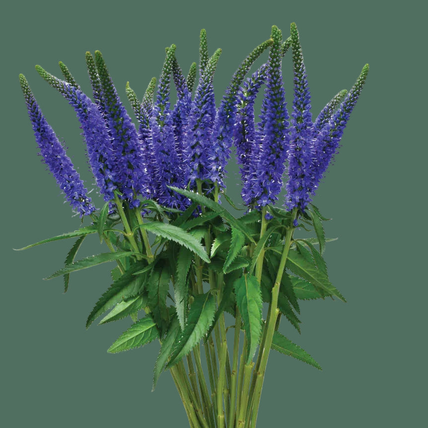 Week 14 | Veronica Skyler™ Blue | 4 Pack