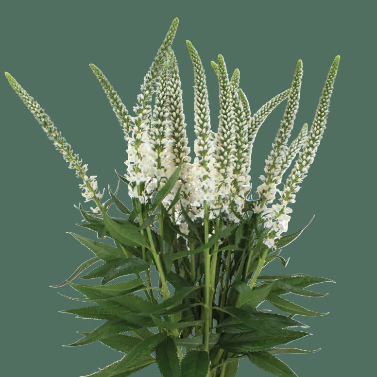 Week 11 | Veronica Skyler™ White Improved | 4 Pack