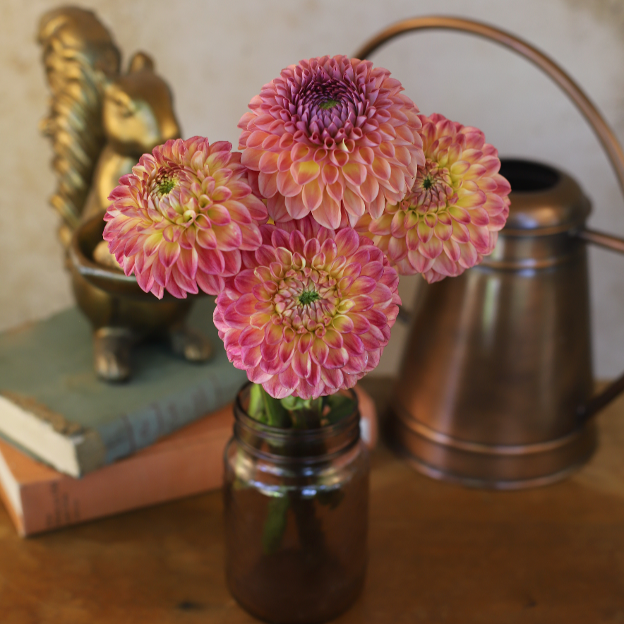 Doris Spring Dahlia 'Snoho Doris' -Spring Shipped – Fuirk Home