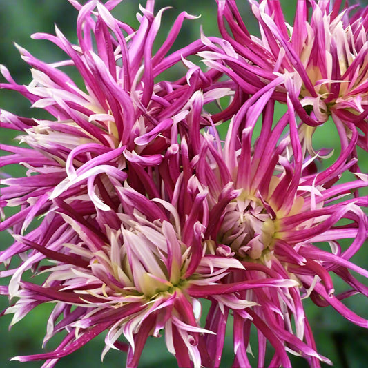 Dahlia 'Hollyhill Spiderwoman' - Novelty (1 tuber)